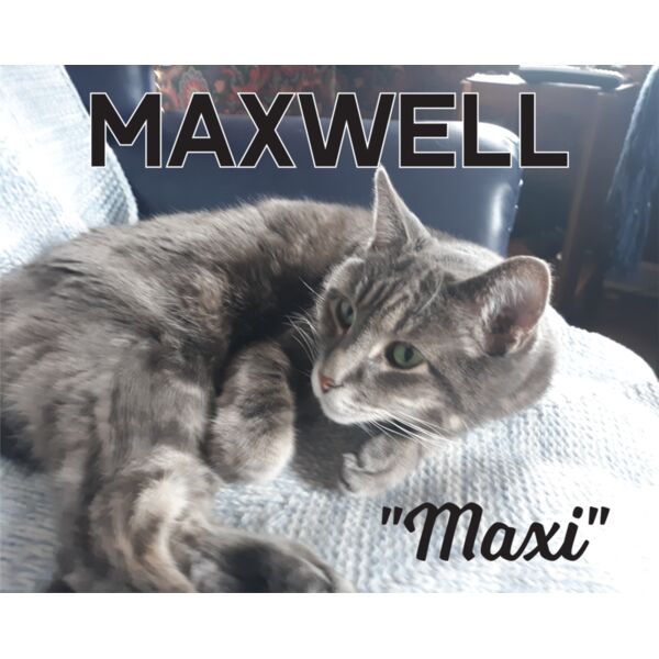 ToddMelchert_MaxwellCat_Blanket_50_072121 Thumbnail